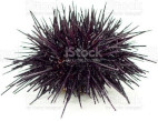 unlicensed photo of a sea urchin